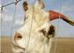 Fil galvanisé électrique de chèvre clôturant des panneaux pour des animaux de ferme, écologiques fournisseur