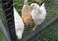 La clôture de barrière de grillage de Gabion de volaille/fil de poulet lambrisse le double - tordu fournisseur