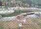 Le PVC a enduit le maillon de chaîne de clôture de barrière de fabrication de fil/fil de vert pour la protection de zoo fournisseur